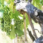 Agroturismo Poderi Lenzi