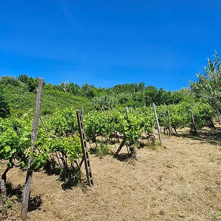 Poderi Lenzi * Lucques